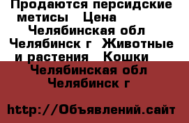 Продаются персидские метисы › Цена ­ 1 300 - Челябинская обл., Челябинск г. Животные и растения » Кошки   . Челябинская обл.,Челябинск г.